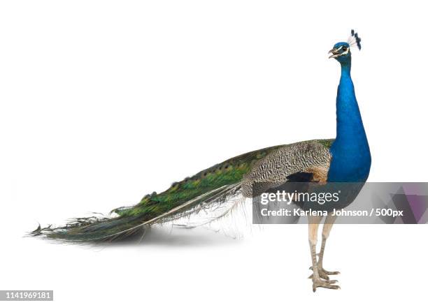 peacock - peahen stock pictures, royalty-free photos & images