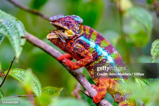 got you! - east african chameleon stock-fotos und bilder