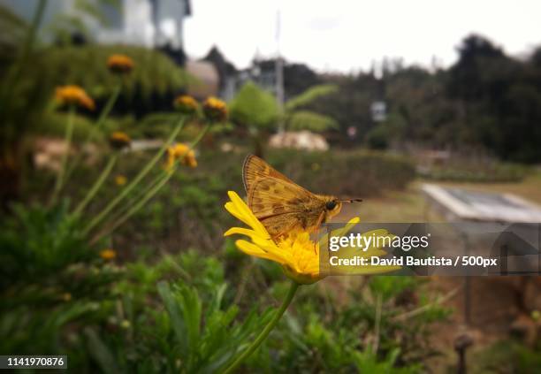 brown moth butterfly perched over a bright daisy y - golden aster stock pictures, royalty-free photos & images