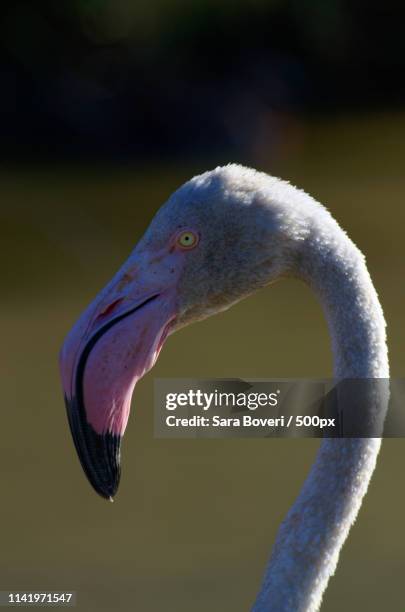 flamingo - fenicottero stock pictures, royalty-free photos & images