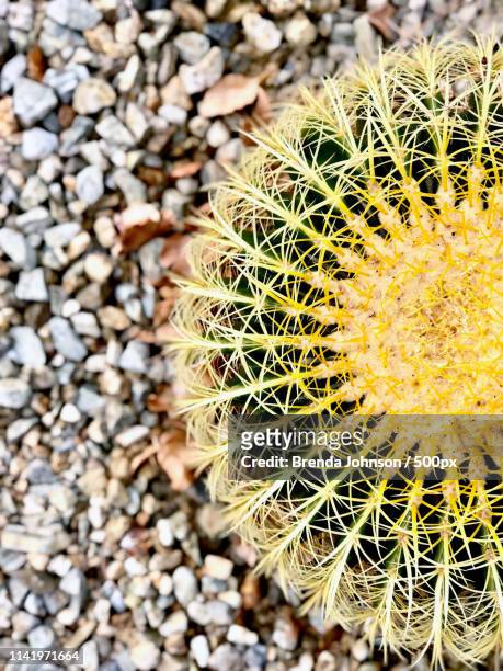 yellow and green cactus - riverside county foto e immagini stock