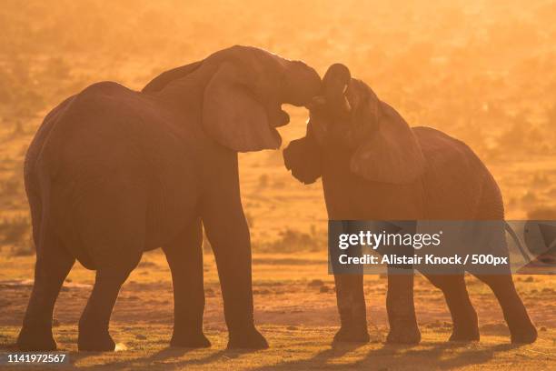 basking in life - olifant fotografías e imágenes de stock