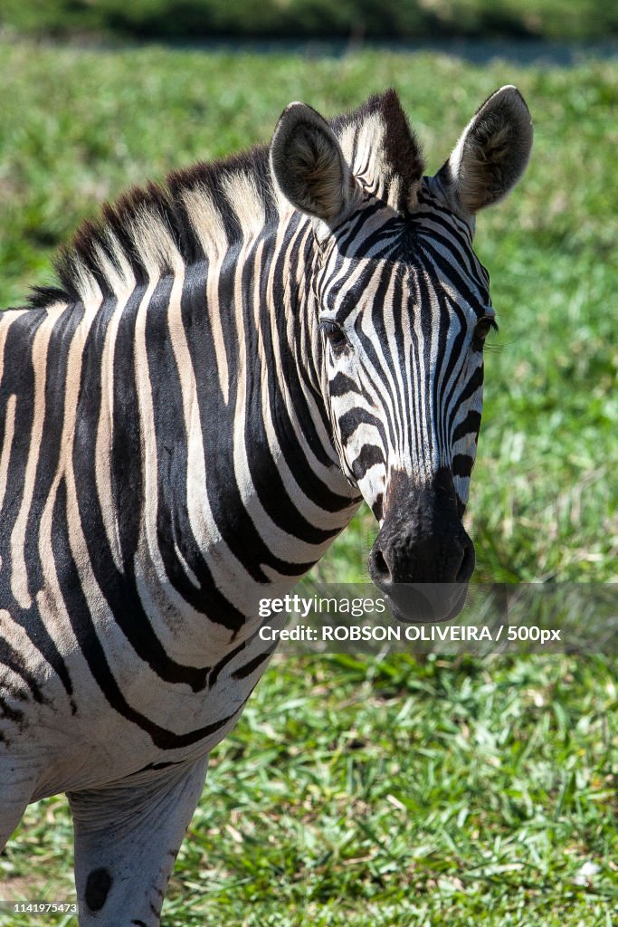 Close up of zebra