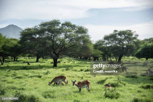 casela nature park in mauritius - mauritius stock pictures, royalty-free photos & images