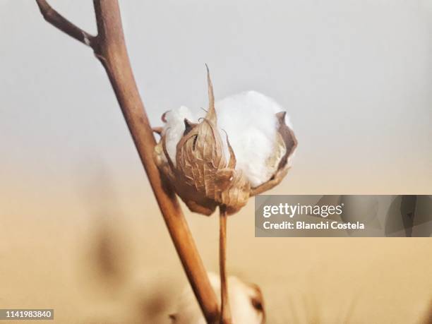 cotton plant in nature - wattebausch stock-fotos und bilder