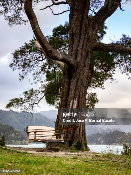 wooden rope swing over a big tree in the forest. - furnas valley stock pictures, royalty-free photos & images