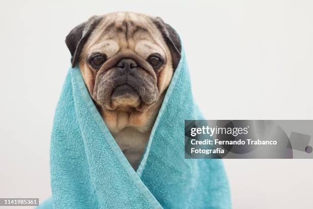 dog with a bath towel - bath towels stock-fotos und bilder