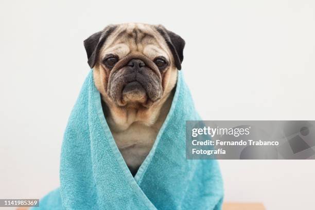 dog with a bath towel - bath towels stock-fotos und bilder