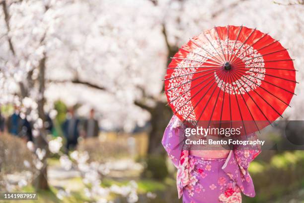 young girls, dressed in kimono with red umbrella standing with cherry blossom background. - kioto prefectuur stockfoto's en -beelden