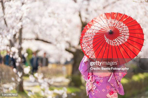 young girls, dressed in kimono with red umbrella standing with cherry blossom background. - kyoto japan stock pictures, royalty-free photos & images