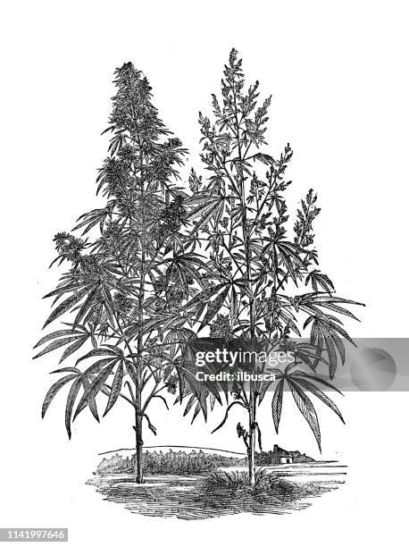 antike illustration aus der agrar-enzyklopädie, pflanze: hanf (cannabis sativa) - hemp agriculture stock-grafiken, -clipart, -cartoons und -symbole