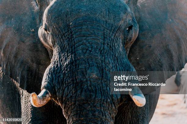 elephant at the okavango delta - iacomino botswana foto e immagini stock