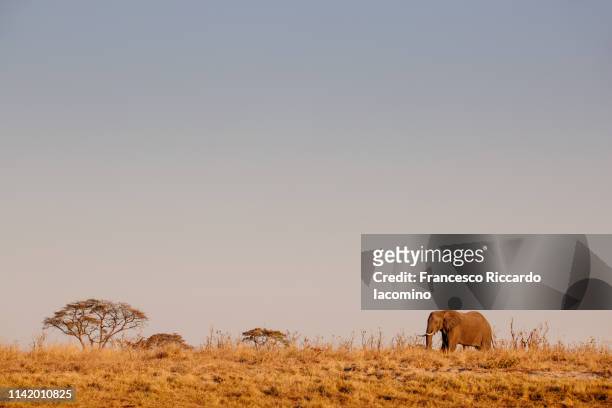 lonely elephant at the okavango delta - iacomino botswana foto e immagini stock