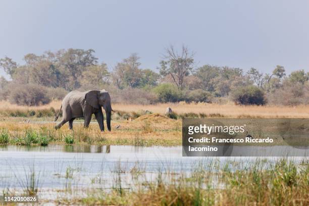 elephant at the okavango delta - iacomino botswana stock pictures, royalty-free photos & images
