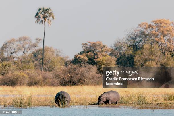 hippos at the okavango delta - iacomino botswana foto e immagini stock