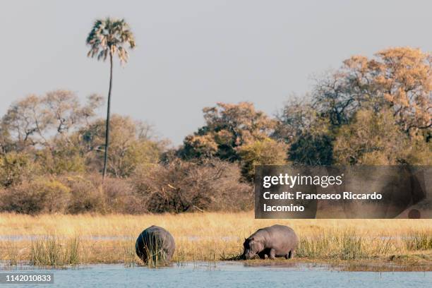 hippos at the okavango delta - iacomino botswana stock pictures, royalty-free photos & images