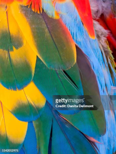 close-up of colorful macaw feathers, goodyear, arizona, usa - goodyear arizona - fotografias e filmes do acervo