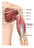 Musculus triceps brachii 3d medical vector illustration on white background, human arm from behind