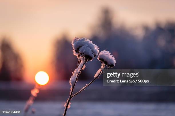 nature's own lightbulb - sjö stock-fotos und bilder