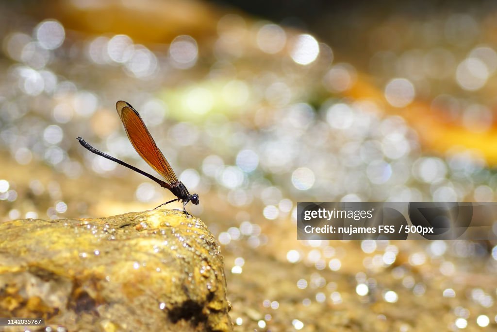 Dragonfly