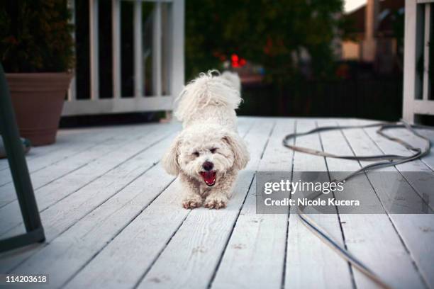 bichon frise stretching , yawning on  deck - bichon frise stock pictures, royalty-free photos & images