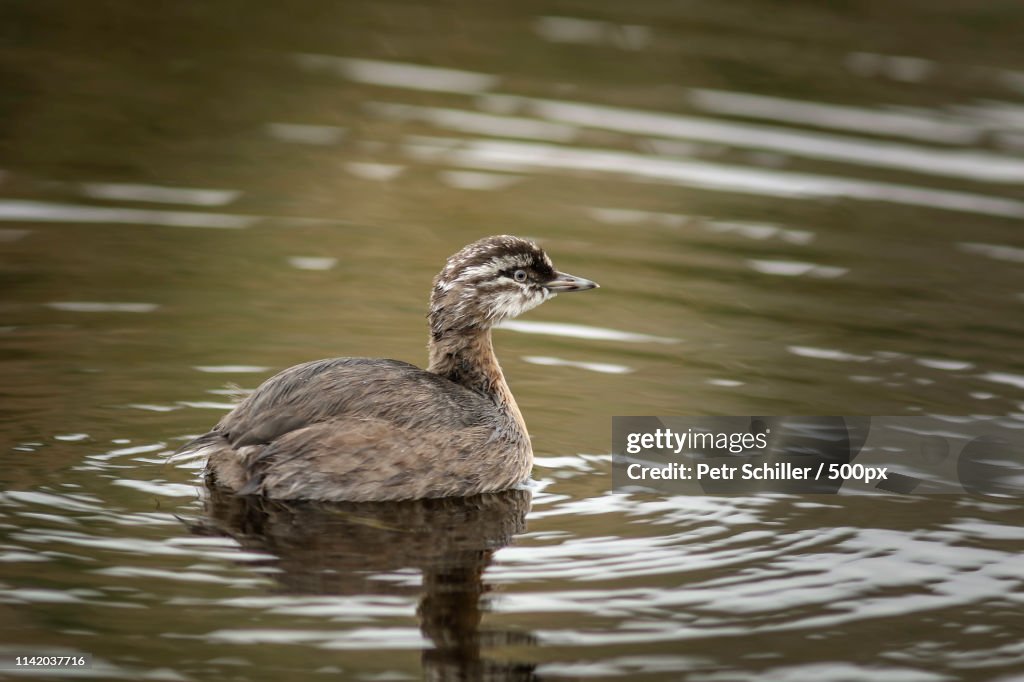 Poliocephalus Rufopectusnew Zealand Dabchick