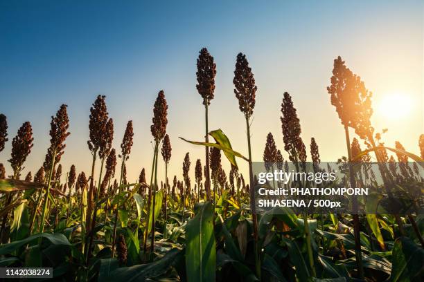 sorghum filed in direct sun light - millet stock pictures, royalty-free photos & images