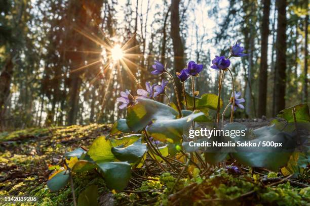 Spring Finland Flower Photos and Premium High Res Pictures - Getty Images