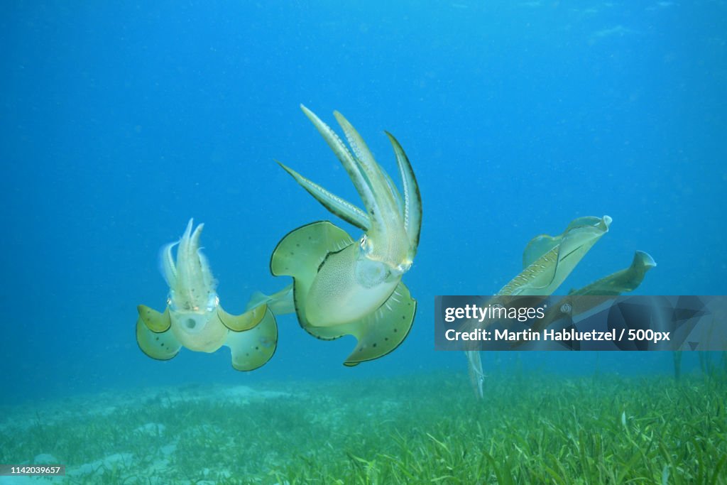 Group of bigfin reef squids (Sepioteuthis lessoniana) swimming underwater