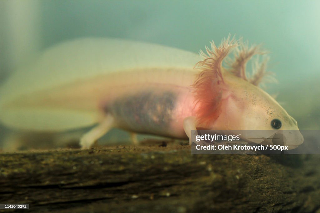 The Axolotl