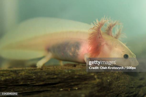 the axolotl - axolotl stock pictures, royalty-free photos & images