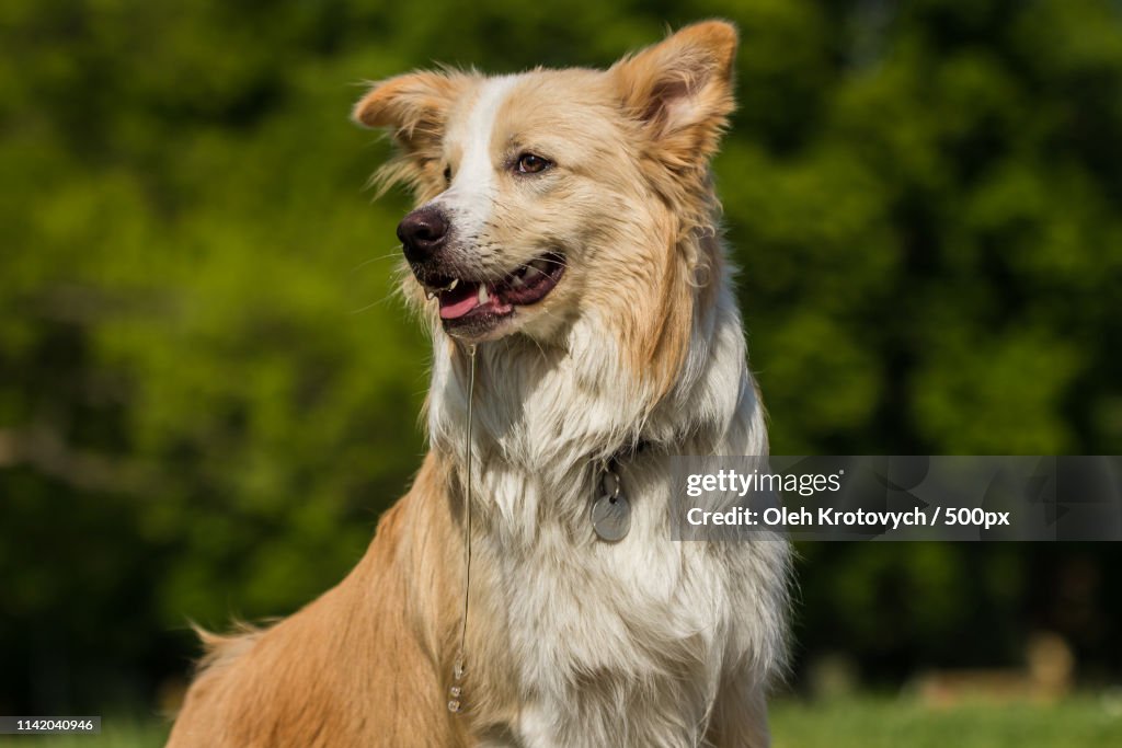 Charlie, The Border Collie Iii