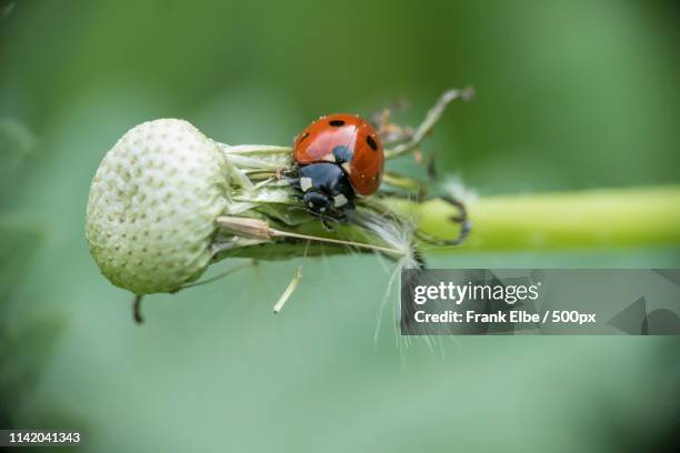 marienkäfer - marienkäfer stock pictures, royalty-free photos & images