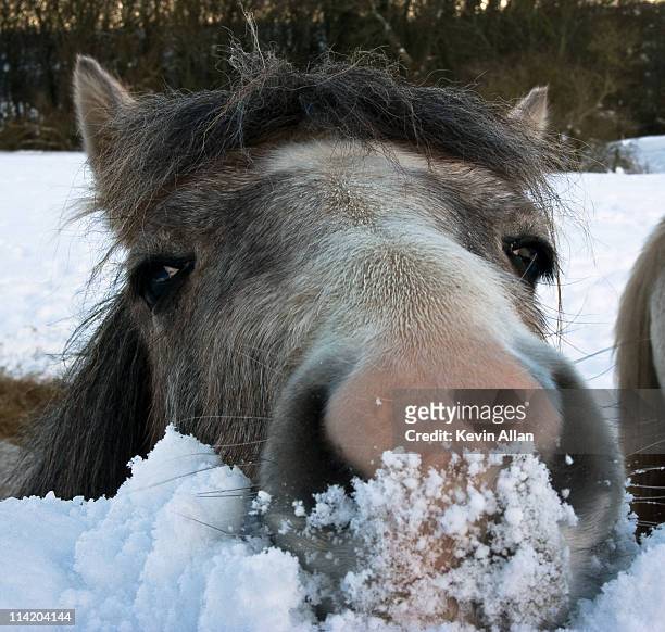 horse saying hello in the snow - snow horses fotografías e imágenes de stock