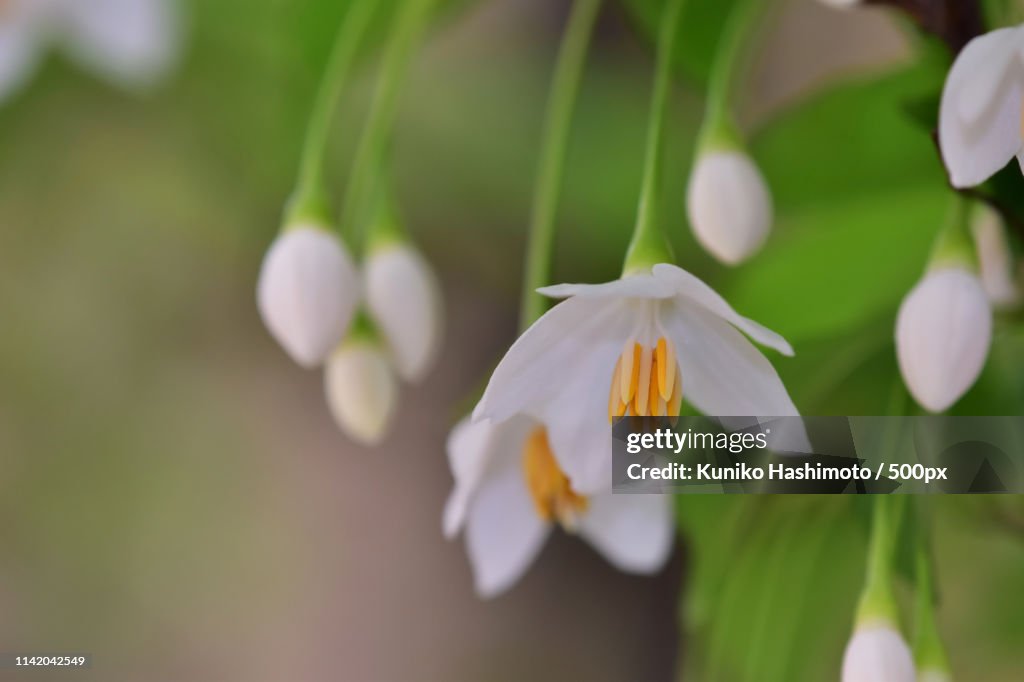 Elegant Japanese Snowbell