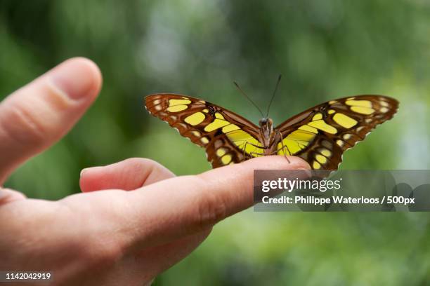 papillon sur une main - volière stockfoto's en -beelden