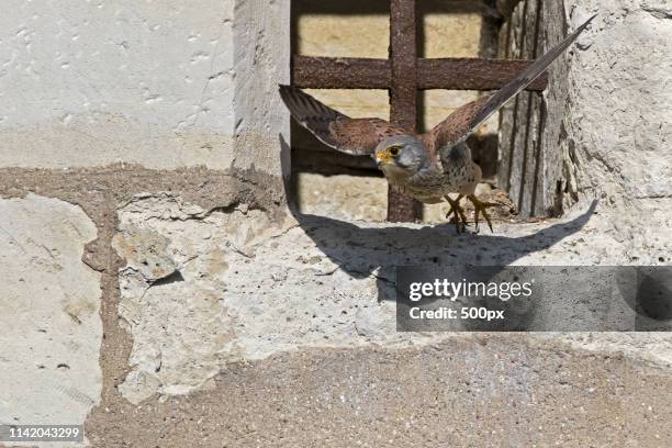 bird photo - vincennes stockfoto's en -beelden