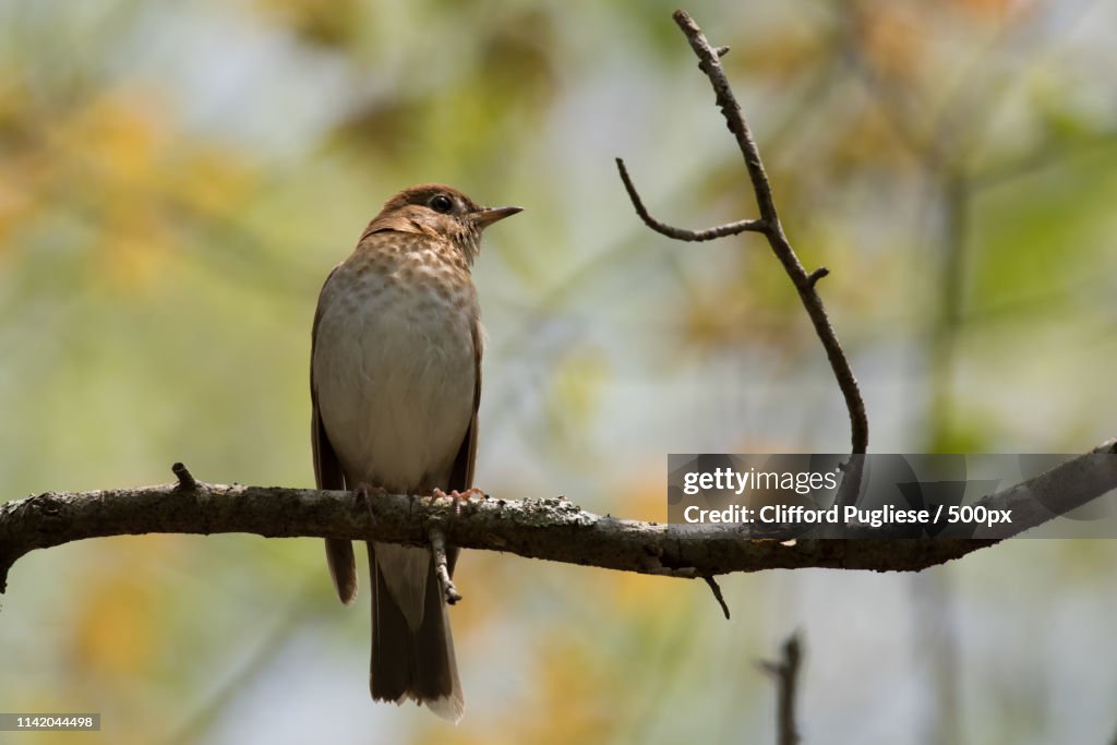 Veery