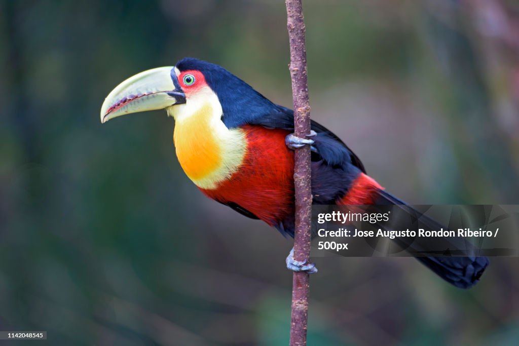 Red-breasted toucan perching on branch