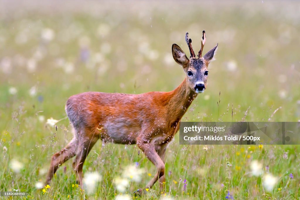 Roe Deer (Capreolus Capreolus)