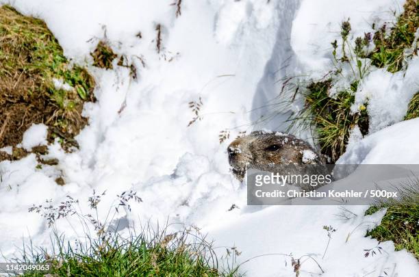 marmot - marmota stock-fotos und bilder