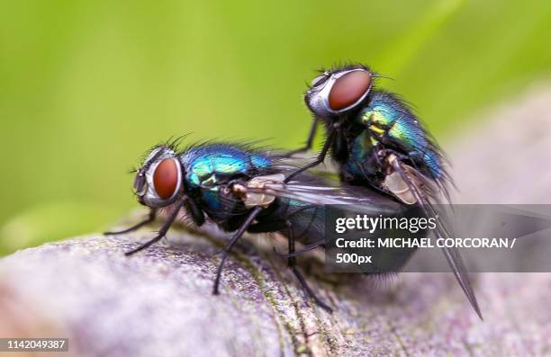 Copulating 43,630 Copulating Stock Photos, High-Res Pictures, and Images - Getty ...