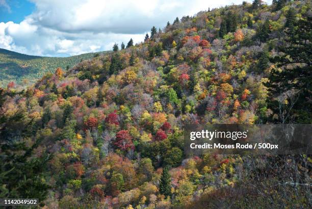 Sebok Rode Forest 22 Forest Rode Stock Photos, High-Res Pictures, and Images - Getty Images