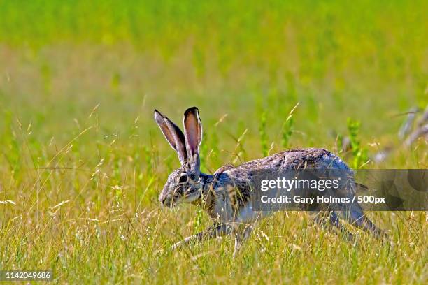 Black Tailed Jack Rabbit Photos and Premium High Res Pictures - Getty ...