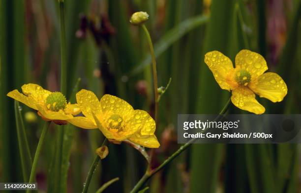 dripping spears - ranunculus lingua stock pictures, royalty-free photos & images