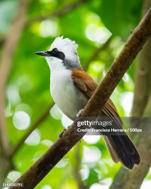garrulax leucolophus perching on branch - garrulax leucolophus stock pictures, royalty-free photos & images
