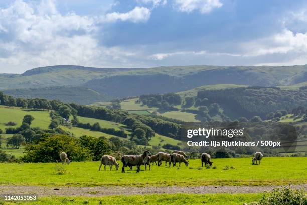 sheeps - llandovery bildbanksfoton och bilder