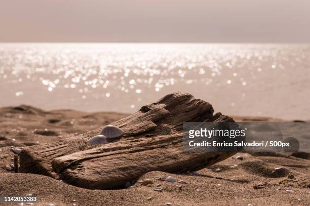 shells to the sea - sfocato stock pictures, royalty-free photos & images