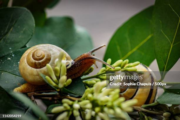 escargot en campagne - morestel photos et images de collection