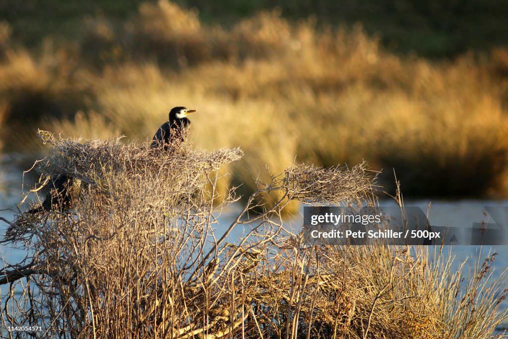 Little Pied Cormorant (Phalacrocorax Melanoleucos) New Zealand